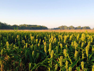 Numbering Our Days: Wes Jackson’s Final Prairie Fest with The Land Institute Image